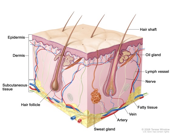 Skin Layers